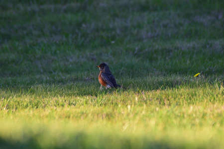 Evening Bird Viewの写真素材