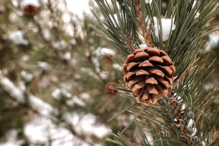 Pine coneの写真素材