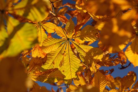 Leaves of the horse chestnut tree in autumn or fallの写真素材