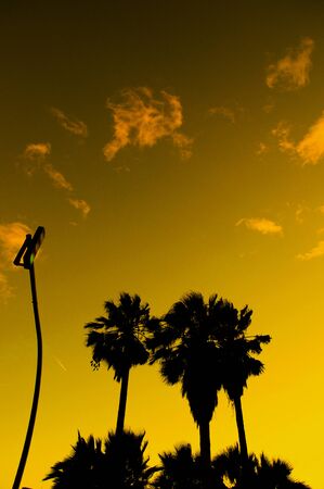 Sunset in a street with palm trees and a traffic light in green. Californian style.の写真素材