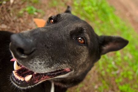 Black dog in the middle of the forest smiling. Green background with grass.の写真素材