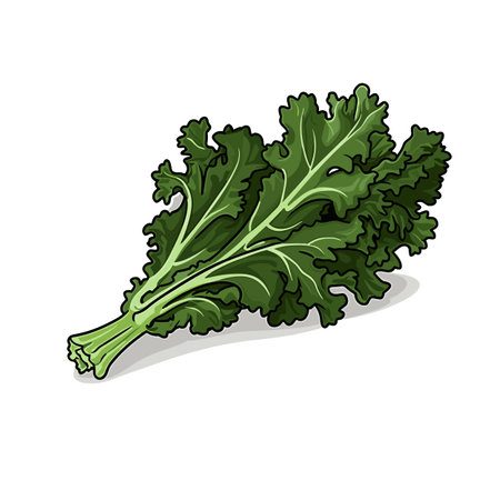 Kale. Kale hand-drawn illustration. Vector doodle style cartoon illustrationのイラスト素材