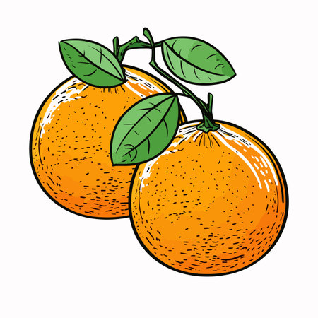 Orange. Orange hand-drawn illustration. Vector doodle style cartoon illustrationのイラスト素材