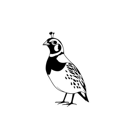 quail simple black and white line art vector logo. quailのイラスト素材