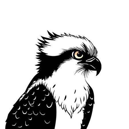 Osprey simple black and white line art vector logo. Ospreyのイラスト素材
