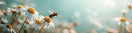 Honeybee approaching a white daisy flower, depicting pollination and a warm spring atmosphere. Bee flying towards daisy exploring spring natureの写真素材