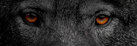 Dark wolf with red glowing eyes emerging from shadows, representing danger and mystery. Dark...
