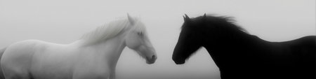 Two horses, one white and one black, facing each other on a misty light background. Black and white horses connecting in a minimalist conceptの写真素材