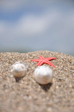 two shells and sea stars on the beach 