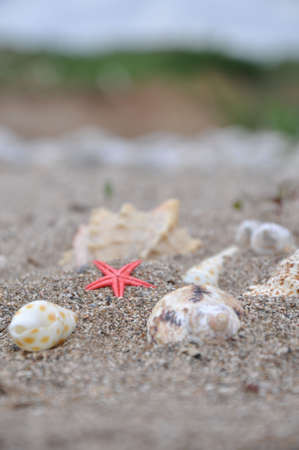 mussels and sea stars on the beach after the storm