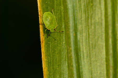 green beetle crawling on a green leaf