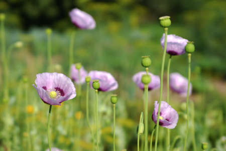 bright purple poppies in gardenの写真素材