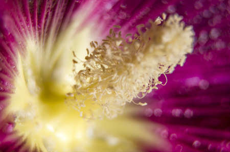 macro bud of mallowの写真素材