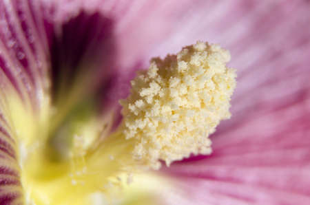 macro bud of mallow