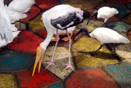 Egrets in the Gardenの写真素材