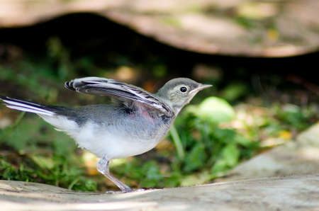 White Wagtail chick sitting on the groundの写真素材