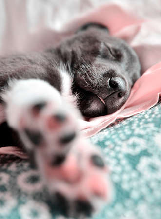 Cute puppy sleep in black with pink paws