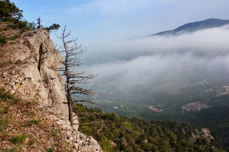 Dry tree on a cliff in the fog form over a cliffの写真素材