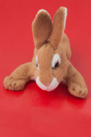 Soft toy rabbit on a red background closeupの写真素材