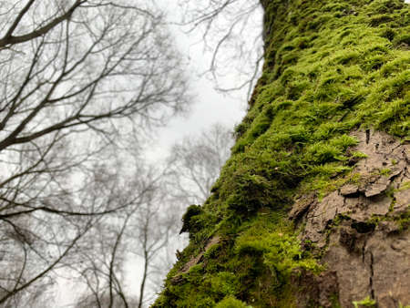 moss on the tree in the autumn forest closeup