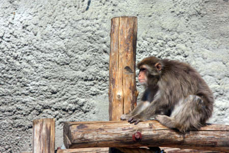 Fluffy monkey on logs  の写真素材