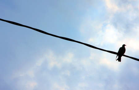 Bird On A Wire  の写真素材