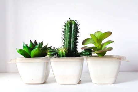 Cactus fake on the table
