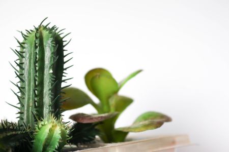 Cactus fake on the table