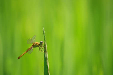 Close up the dragonfly in the rice field.の写真素材