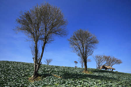 The Cabbage farm in thailandの写真素材