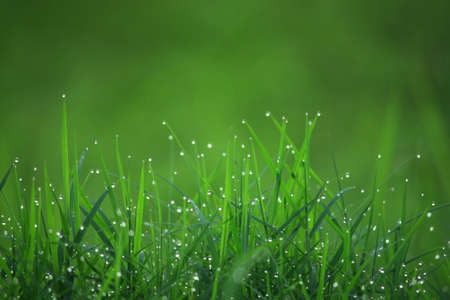 The dew on green grass 3の写真素材