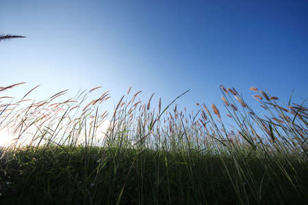 Blue sky, green grass and the wind.の写真素材