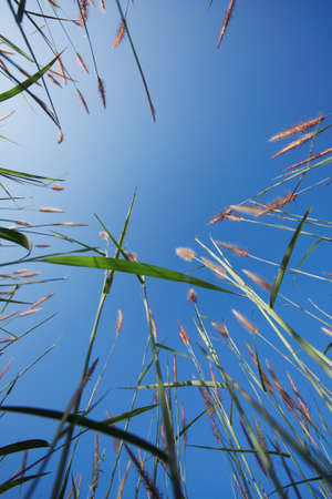 Under green grass and the blue sky.の写真素材