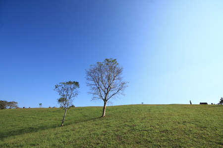 The green meadow & the tree on the morningの写真素材