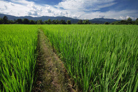 Green rice field in Thailandの写真素材