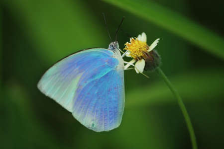 Close up the butterfly in the field.の写真素材