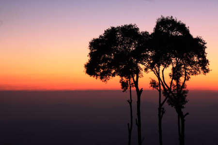The silhouette of trees in the morning time.の写真素材