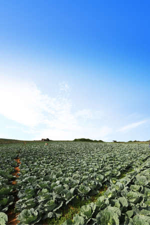 The green cabbage field and the blue sky.の写真素材