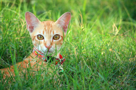 a cat on green grass