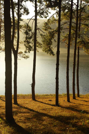 pine forest in National parkの写真素材