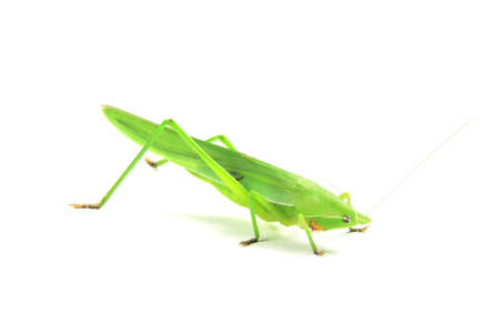 a green cricket on white background,の写真素材
