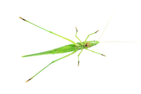 a green cricket on white background,の写真素材