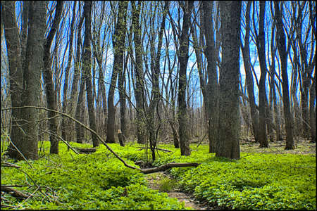 Forest Scene