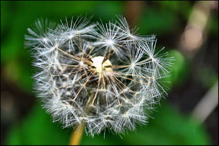 Dandelion
