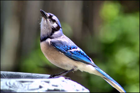 Common BlueJayの写真素材