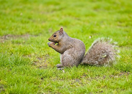 Squirrel eating a nut at grass meadow