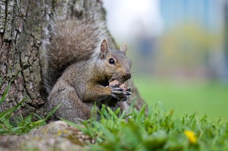 Squirrel eating a nut at a base of a tree
