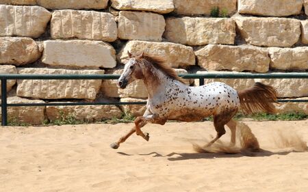 White and brown horse running in sand fieldの写真素材