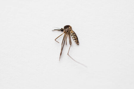 dead mosquito on the white paper backgroundの写真素材