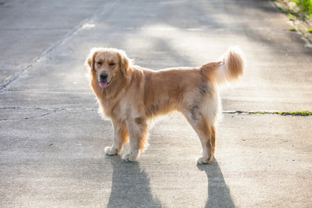 golden retriever is standing on the street with the sunset behind.の写真素材